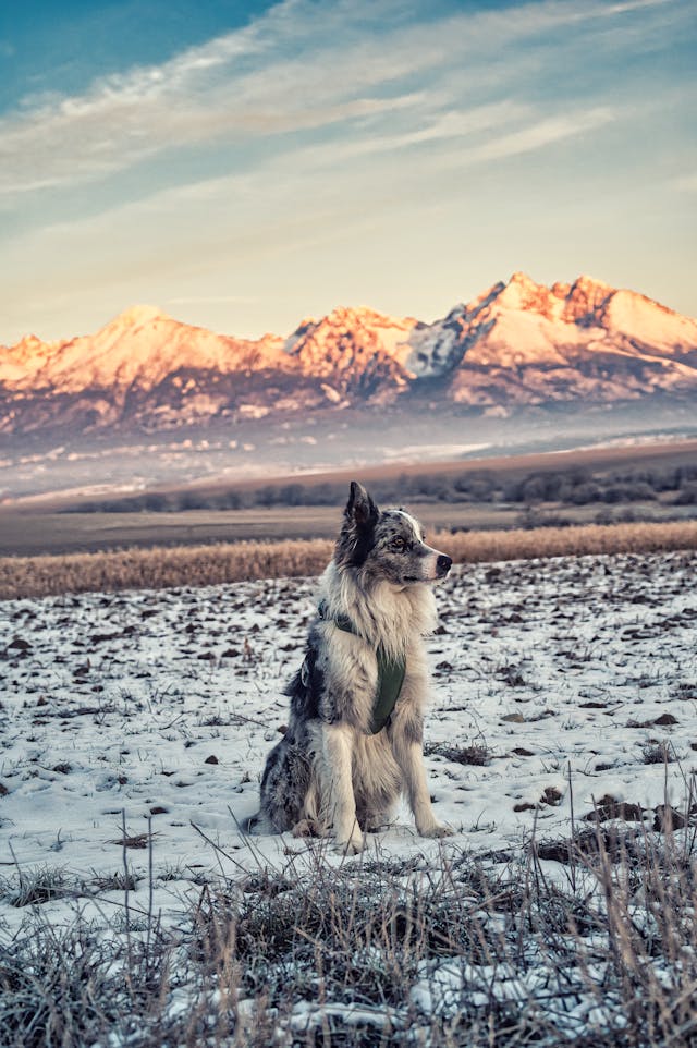 beautiful dog on snowy ground in front of snow topped mountains