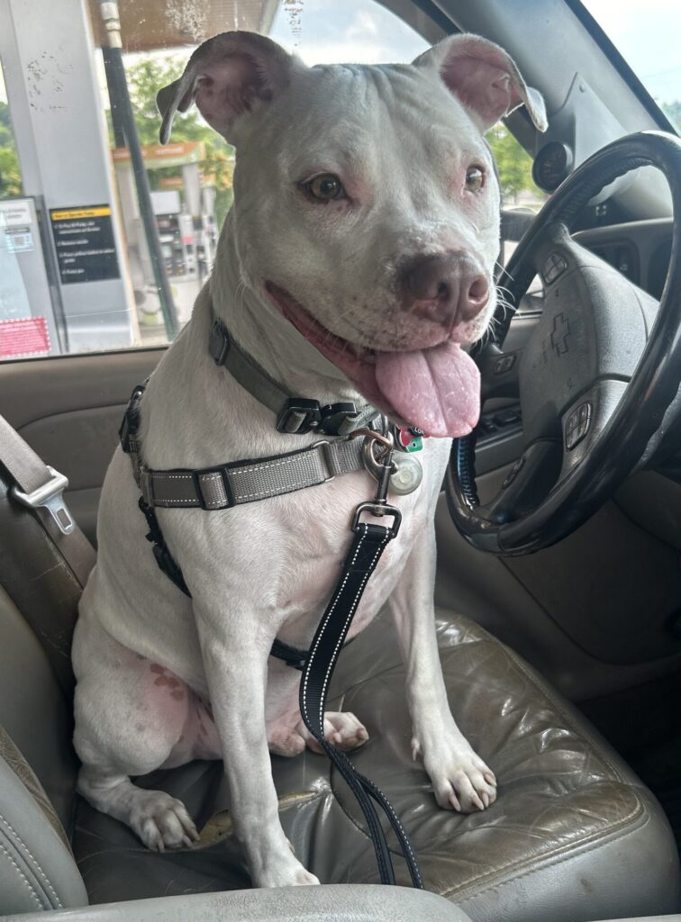 Happy Dog In Mom's Driver Seat