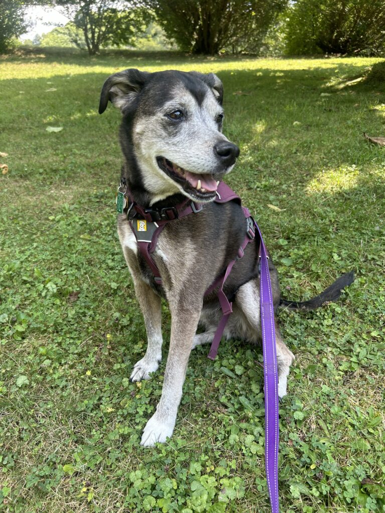 Beautiful black and white canine on purple leash