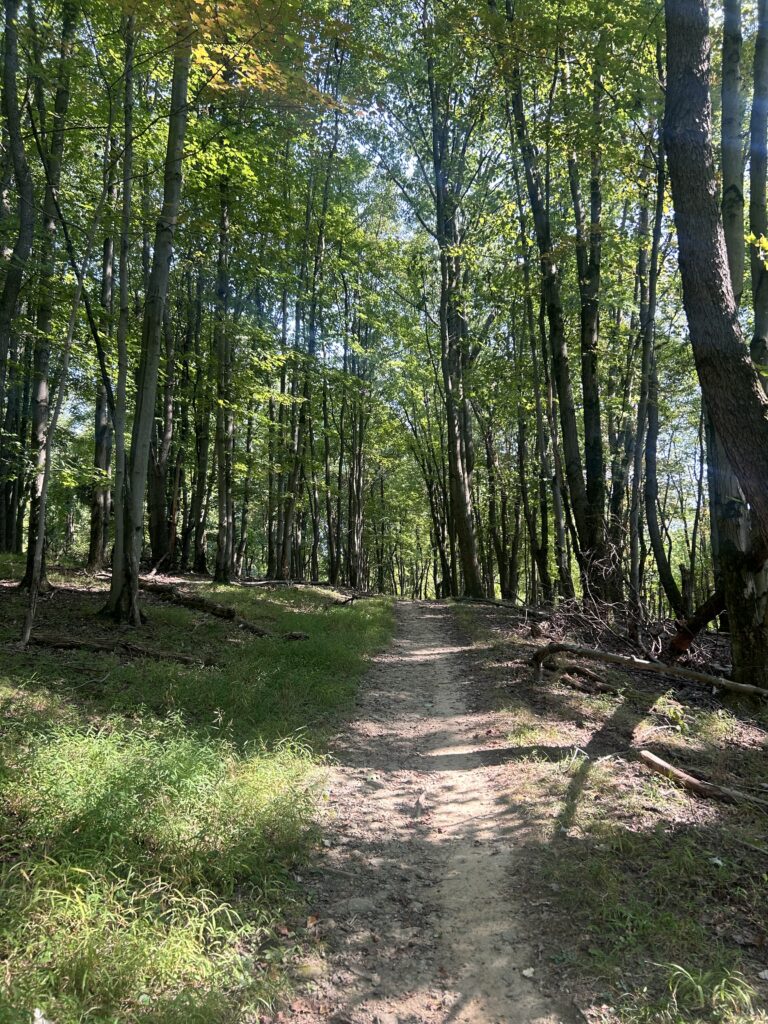 Beautiful wooded pathway