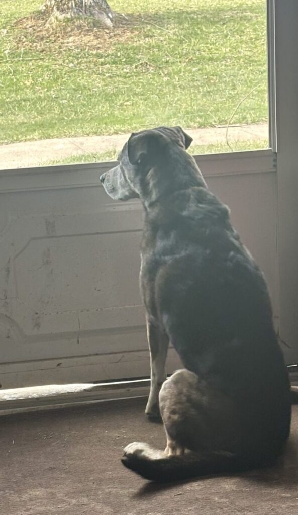 Dog Patiently looking out of a screen door.