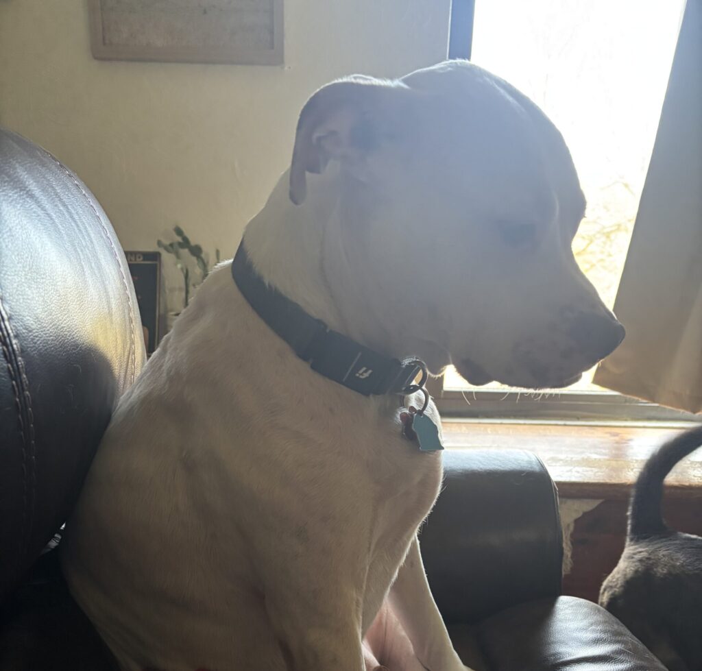 Sad puppy