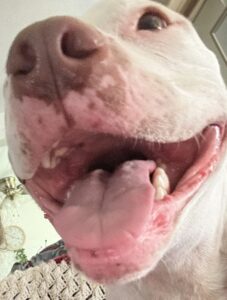 Happy pit bull up close