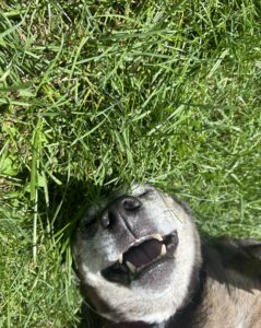 Happy dog rolling in grass