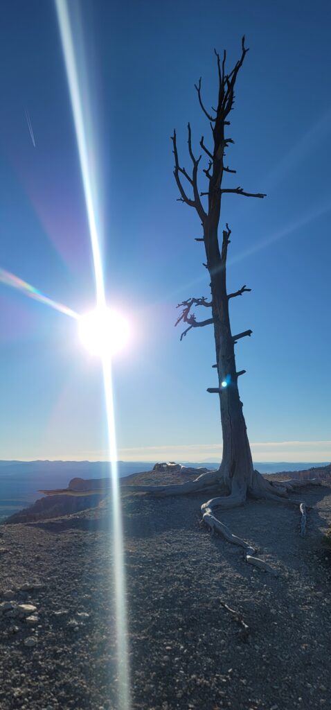 Single tree with no leaves with sun to left of tree