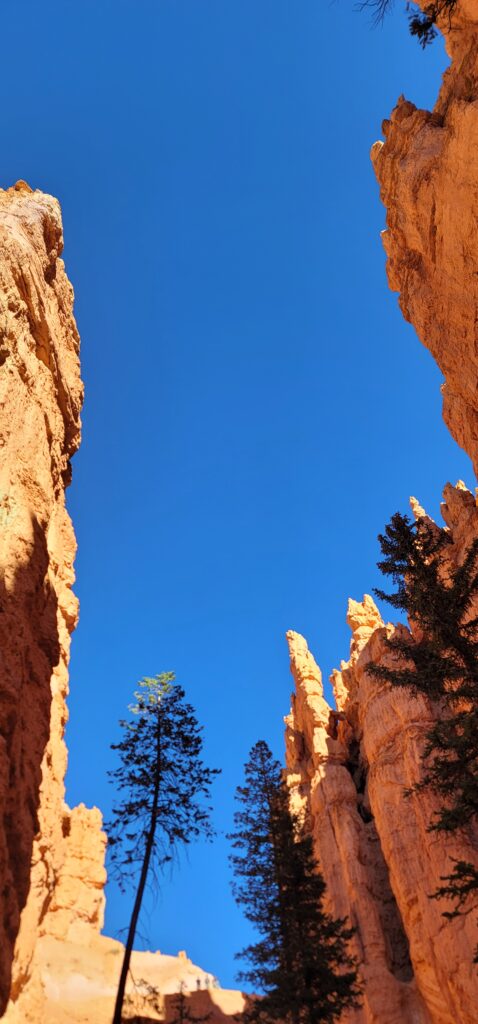 The Sky View from looking up from the trail