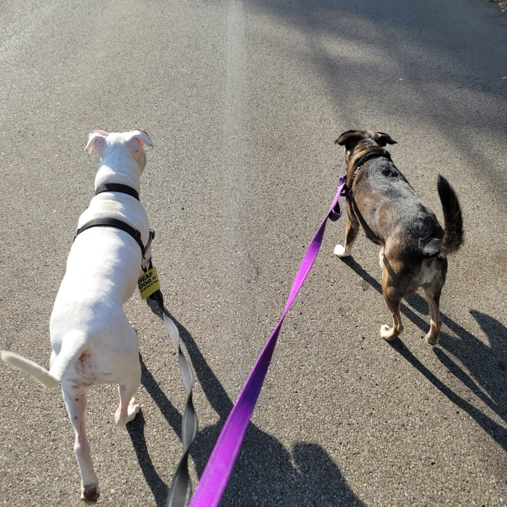 Two dogs on leashes out for a walk. One dog is white with a deaf dog tag. The other is a brown and black smaller dog.