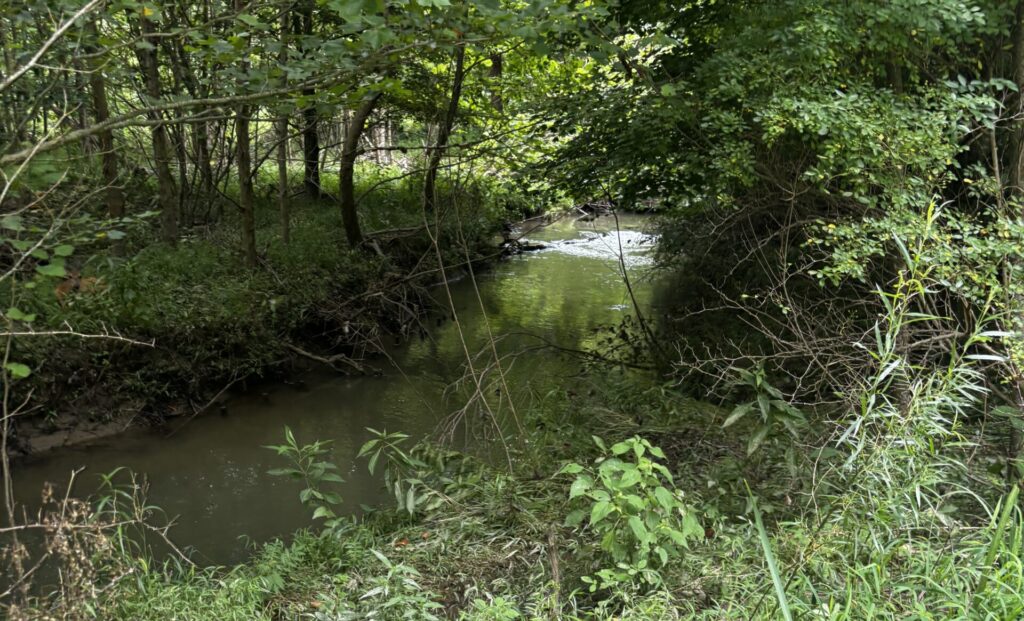 Wetlands at Rachel Carson