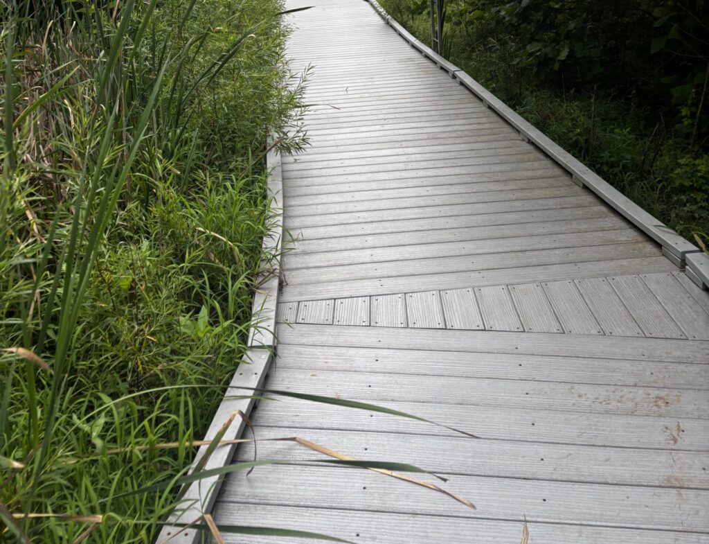 Nice Walkway through the marsh in North Park