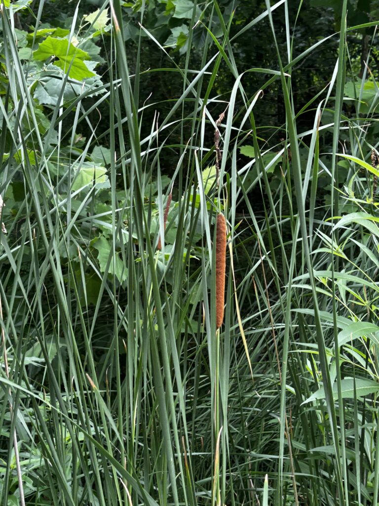 Cat tail