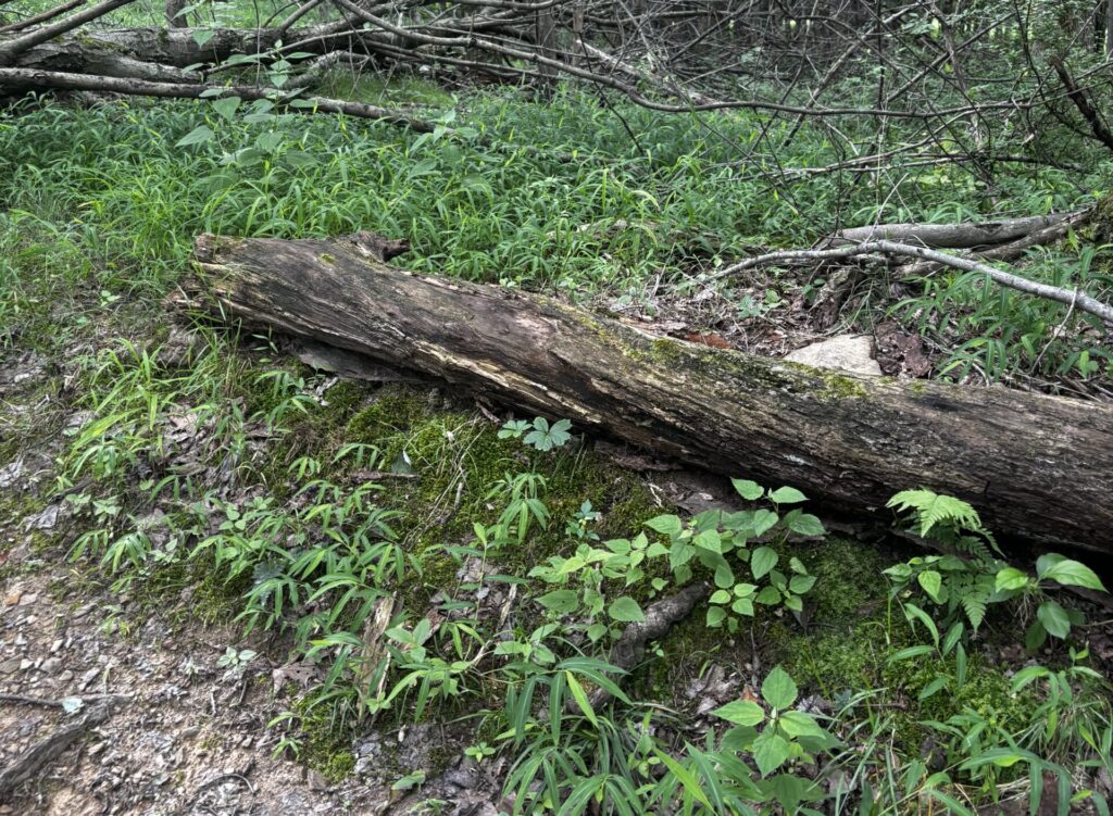 A limb in North Park in Pittsburgh