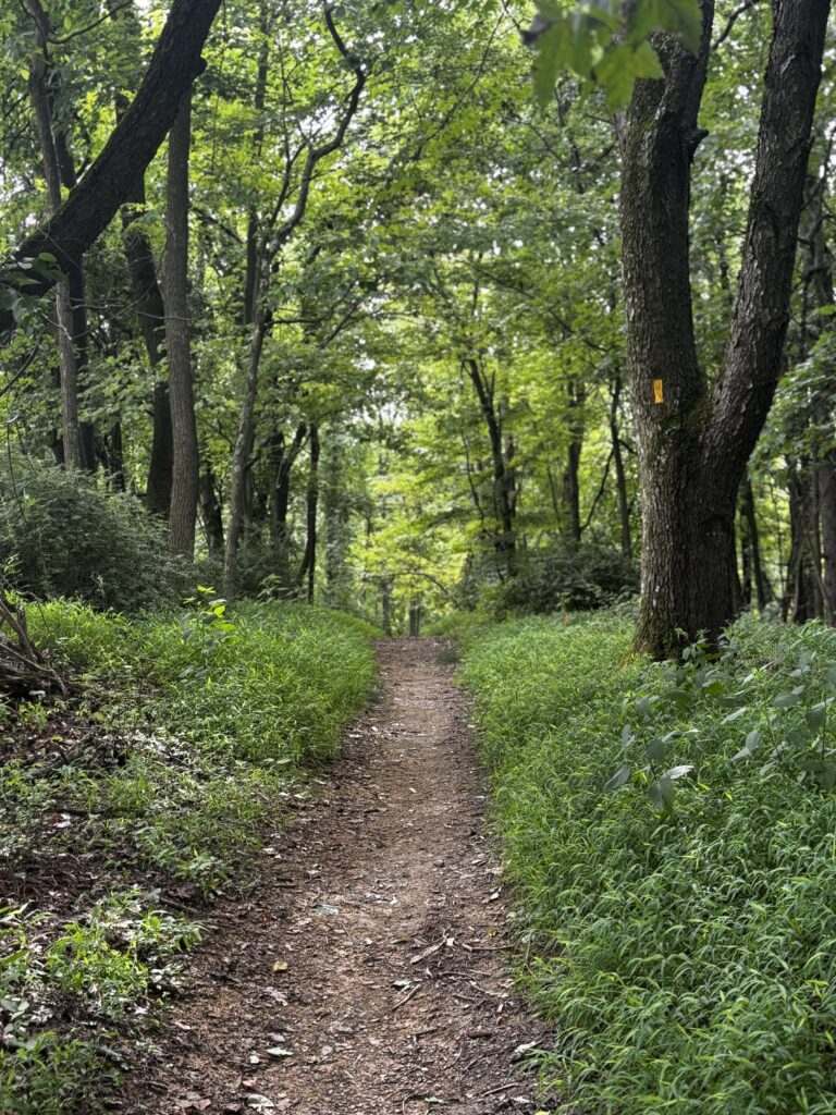 beautiful trail in Rachel Carson Trail