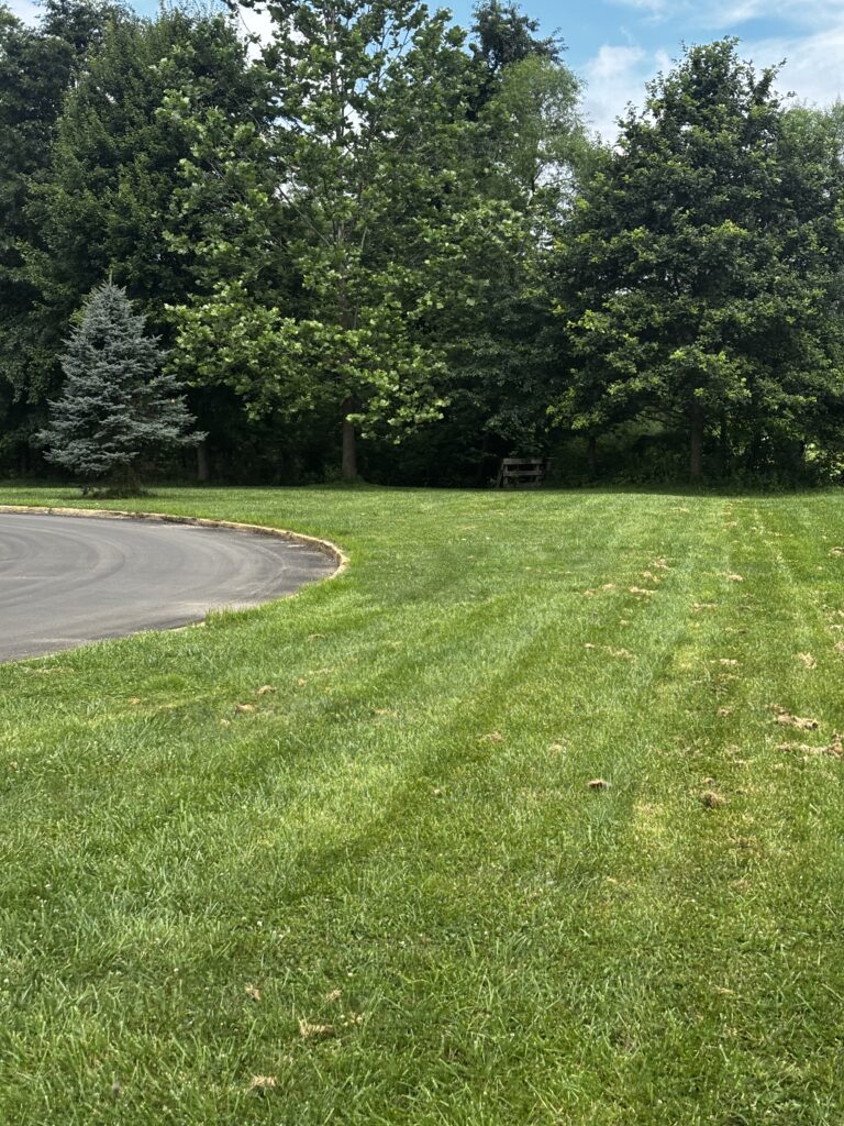 Open area in the park