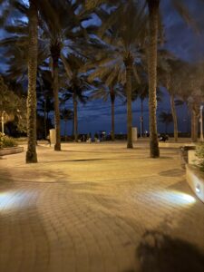 Palm trees in Miami