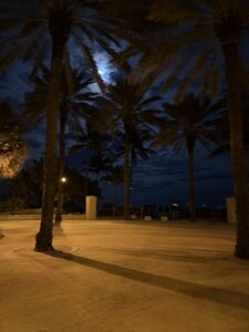 Moon peaking through the trees on Miami Beach