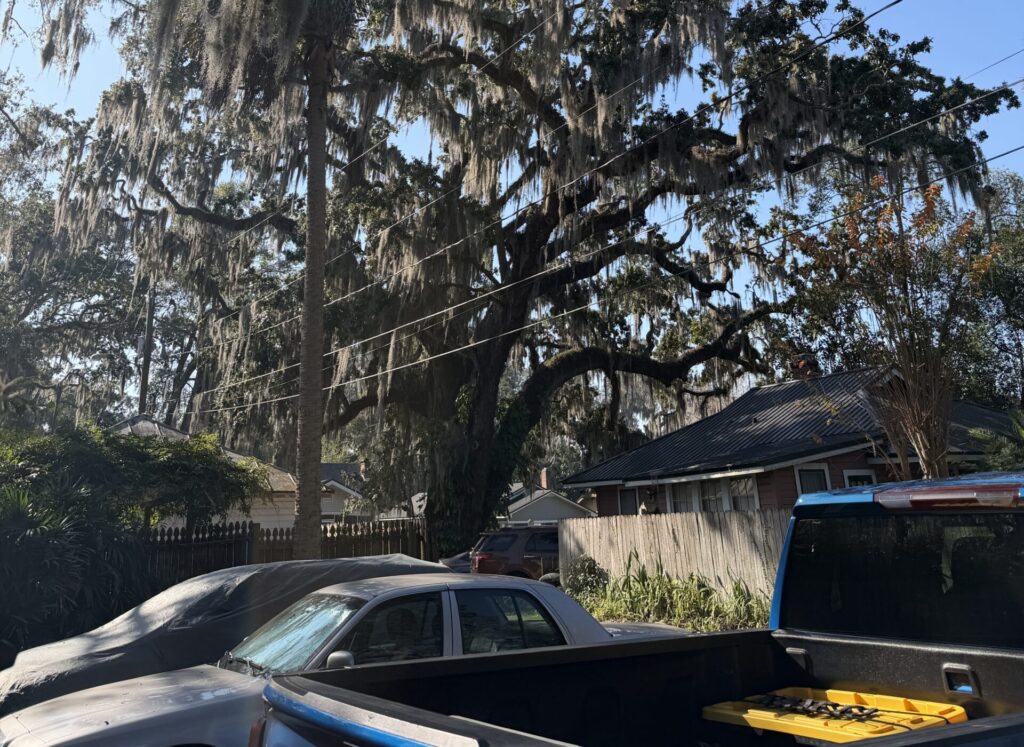 beautiful Florida trees