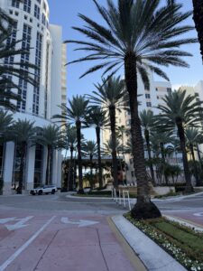 Palm trees of South Beach