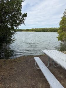 backwaters of Miami