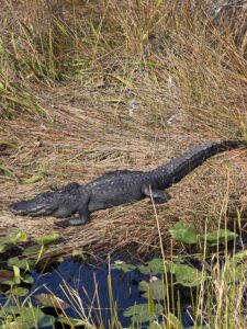 Alligators in the Everglades