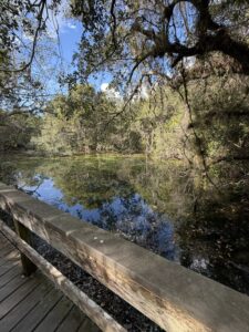 looking out over the everglades