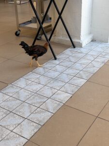 a chicken walking across tile
