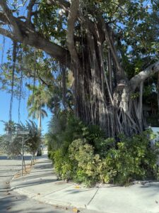 Beautiful old tree on our adventure