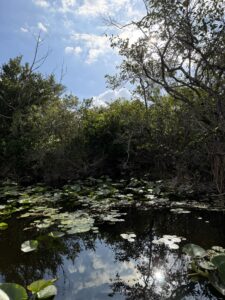tadpoles and lily pads 