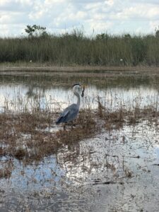Bird in Everglades