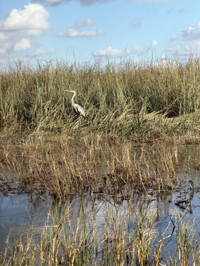 Wildlife at Everglades Park