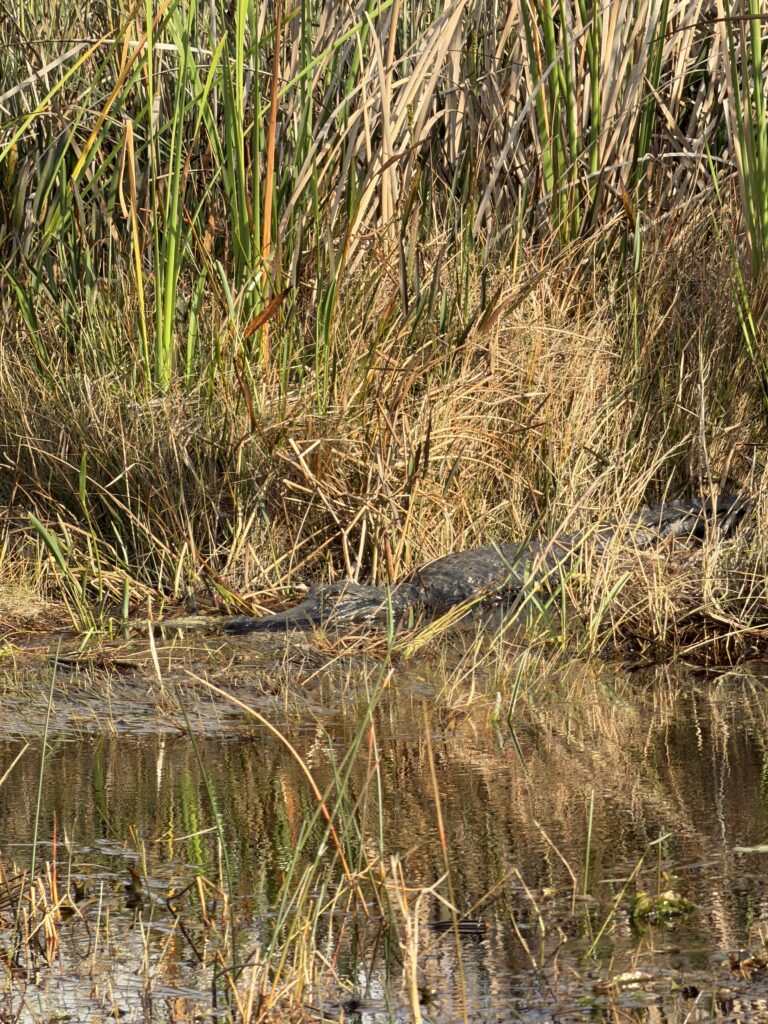Alligator in the Everglades