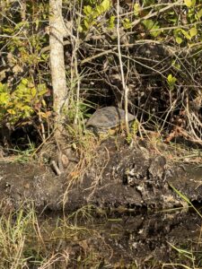 Turtle at Everglades Safari Park