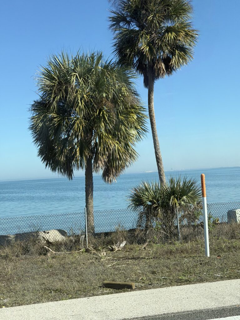 Two palm trees on the way to Busch Gardens