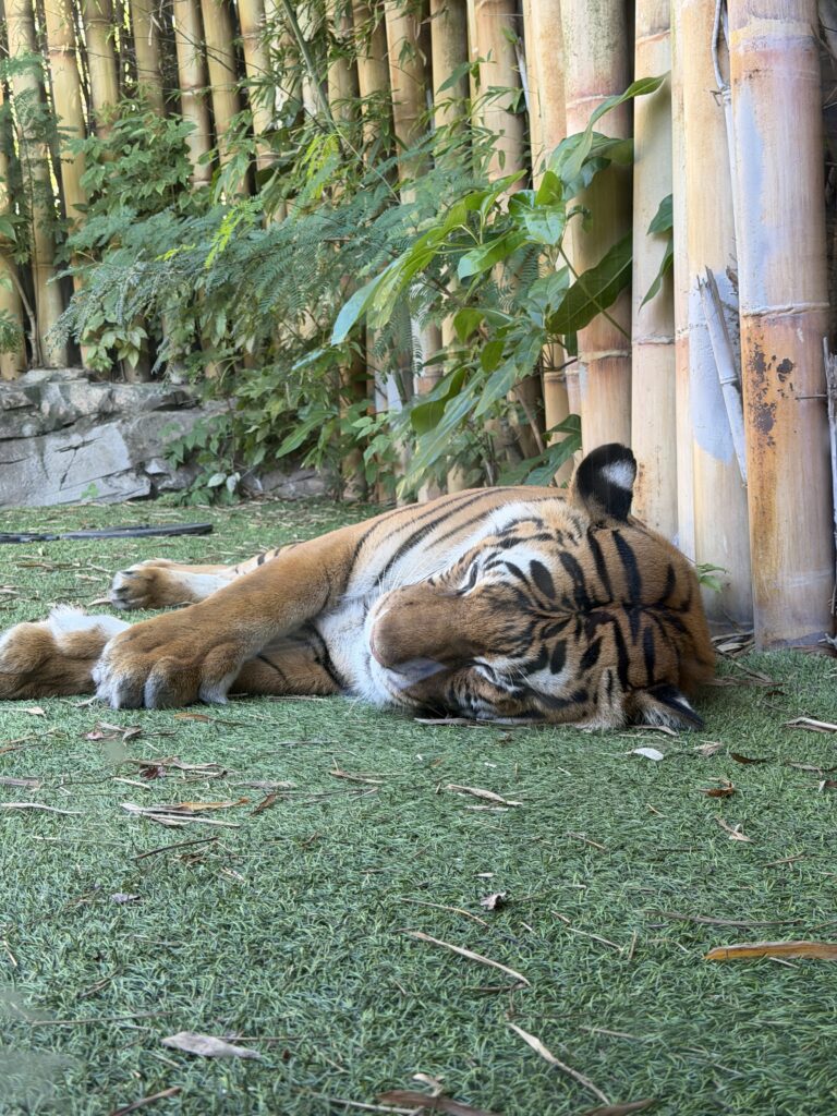 Tiger laying by fence