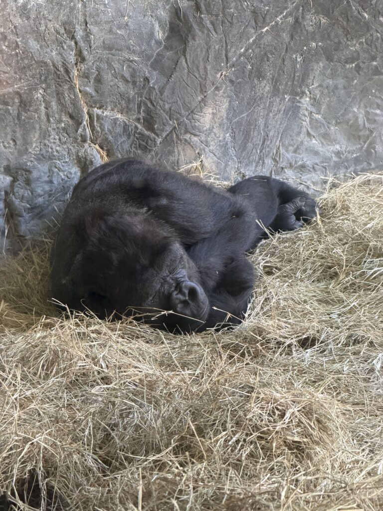 Primate at Busch Gardens