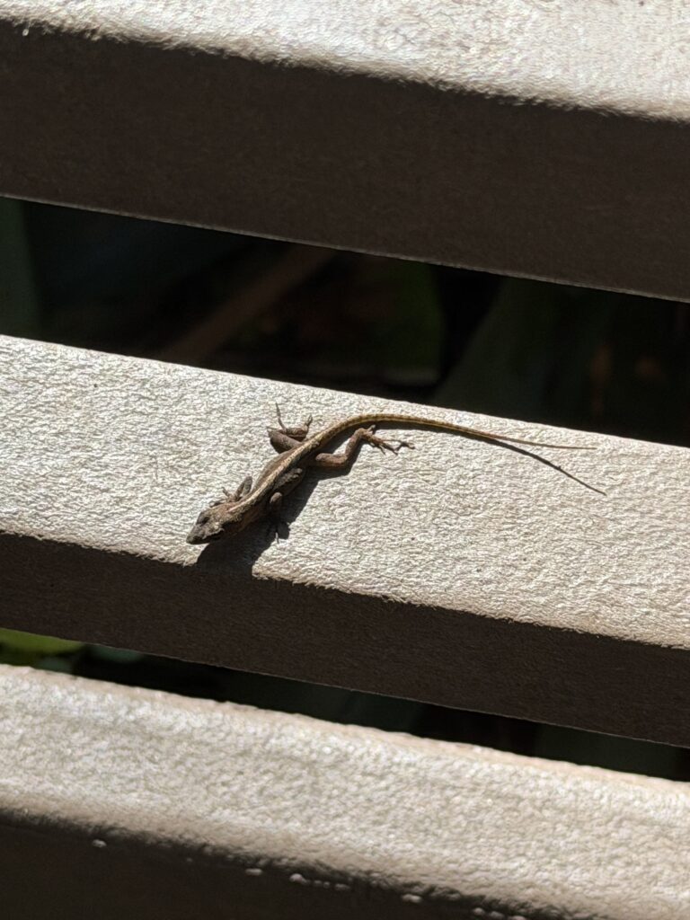 Our small friend on the ground