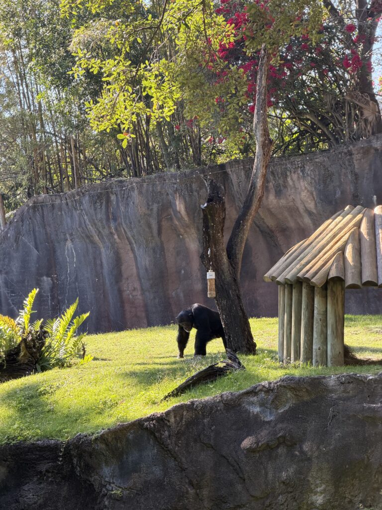 Animal at Busch Gardens