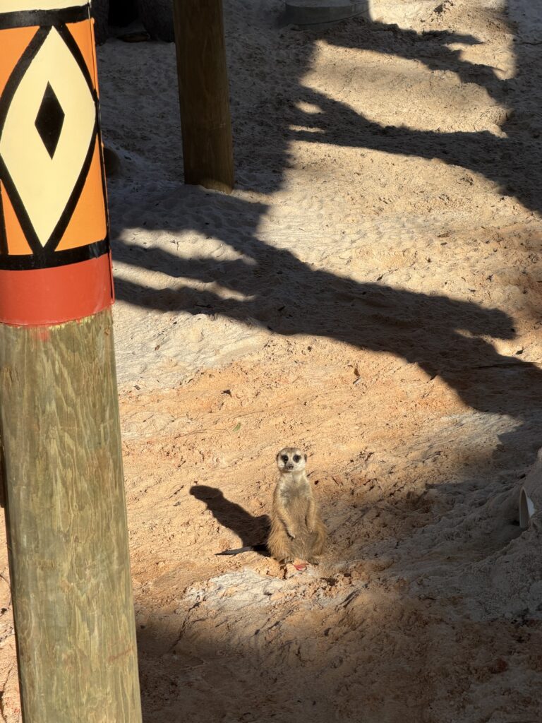 Meerkat at BG