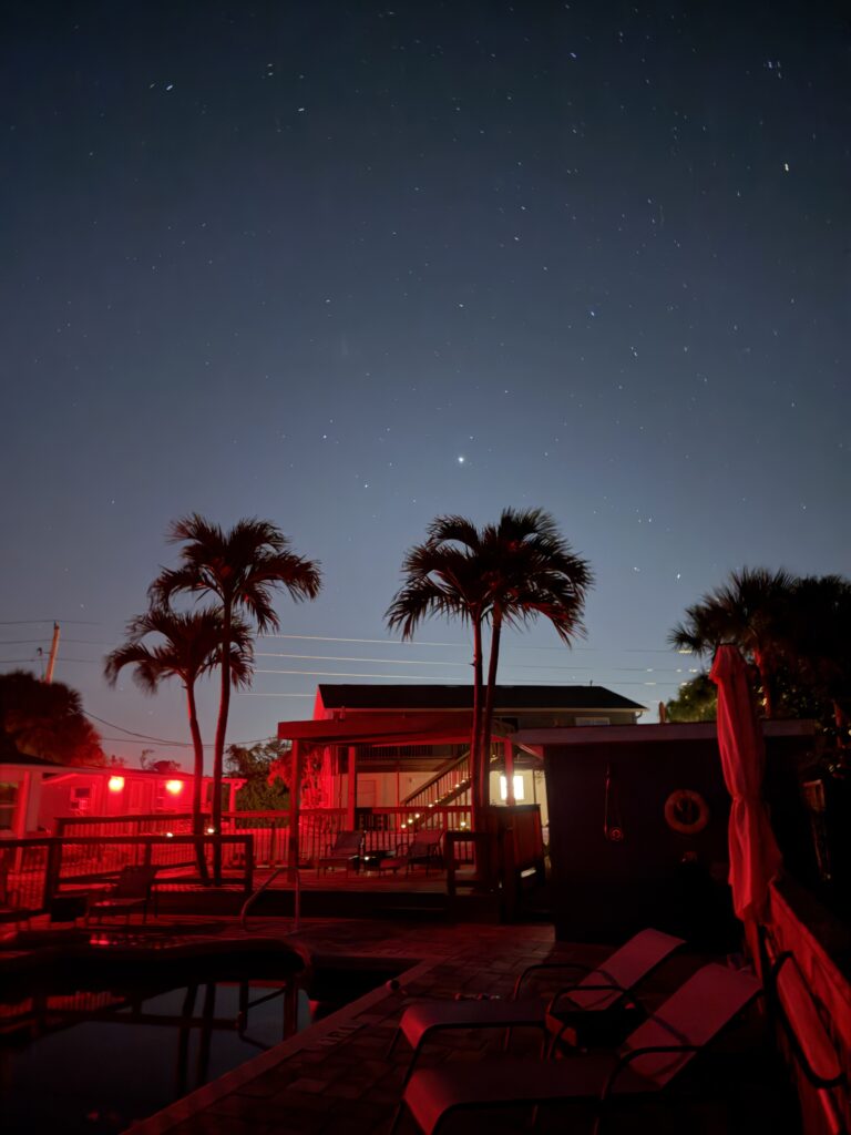 Busch Gardens Tampa Palm Trees at night