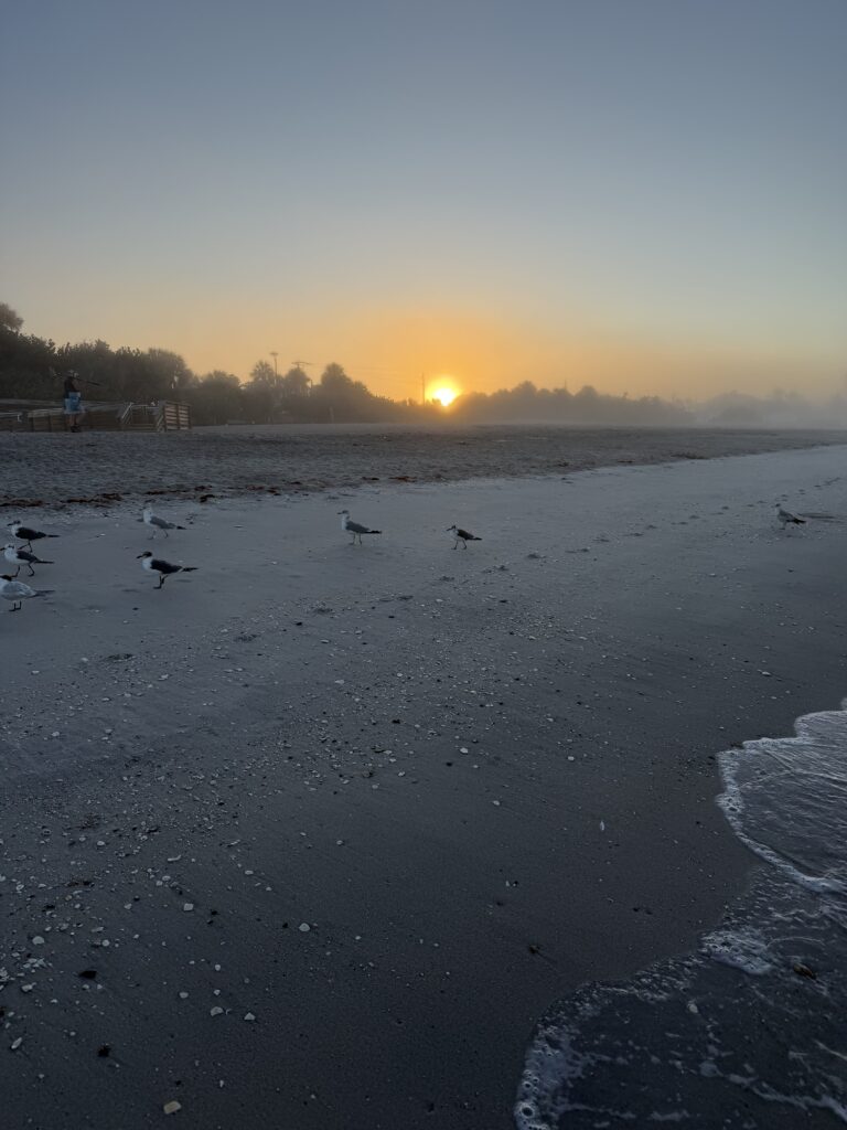 wildlife on the beach in front of a rising sun