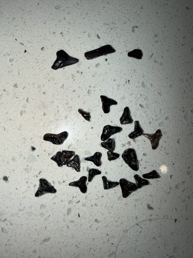 Shark teeth found at Manasota Key