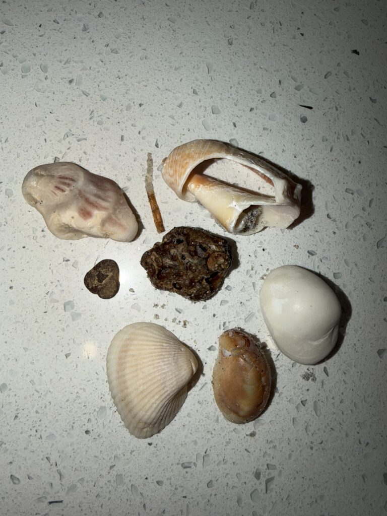 Shells found at the beach