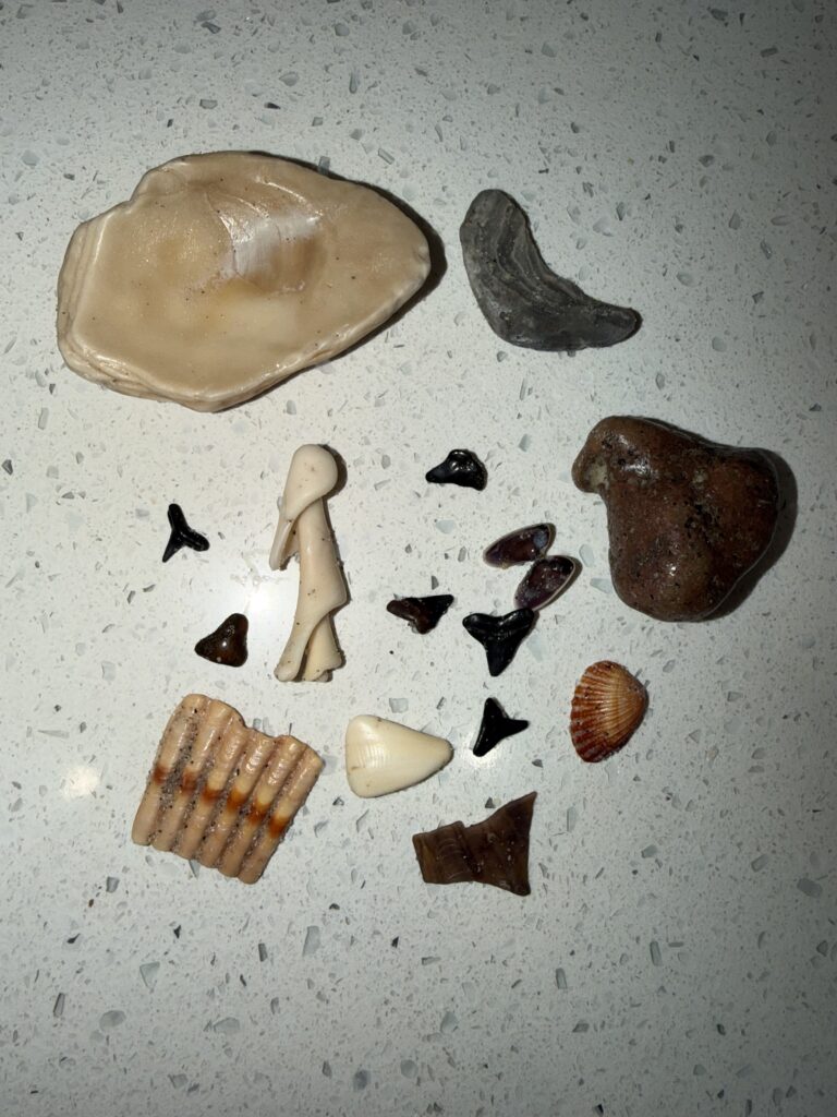 Shark teeth and shells