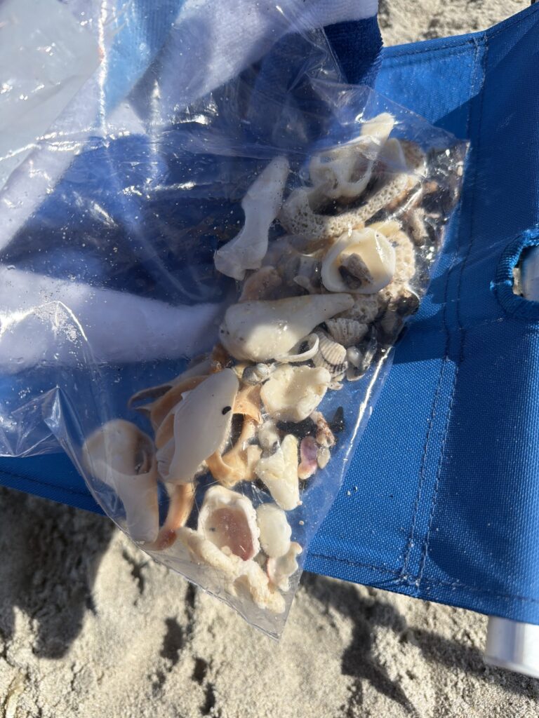 Shell finds from Manasota Key Beach