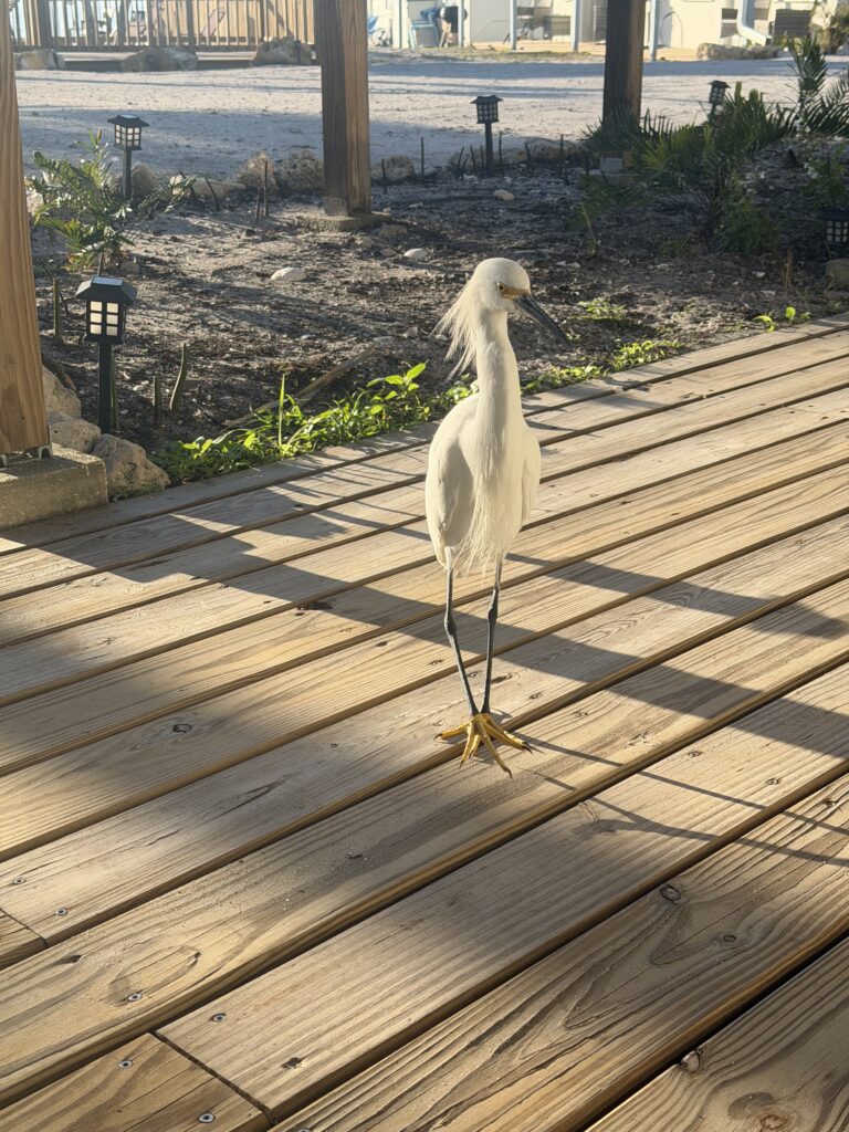 Wildlife at Manasota Key 