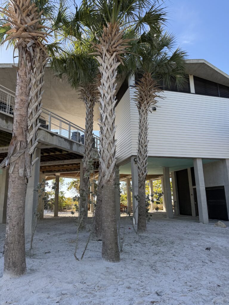 Palm trees in front of beach deck