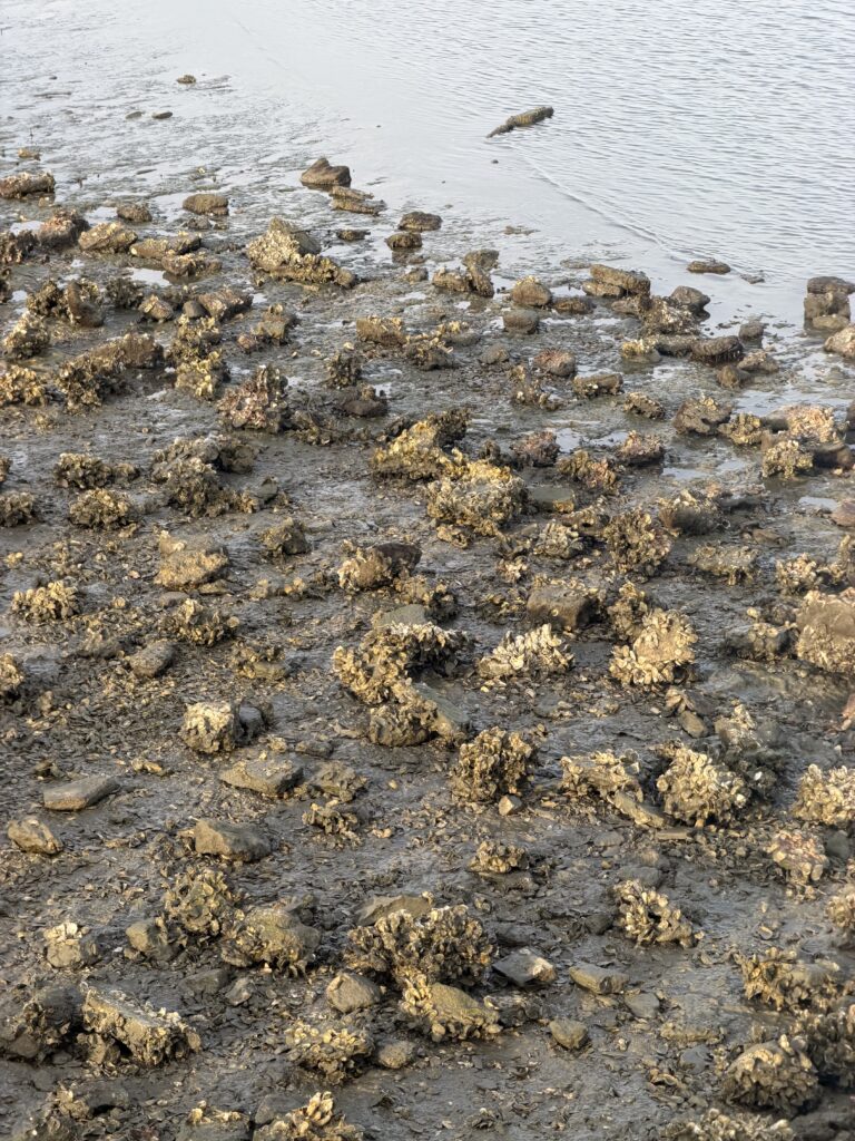 Shells washed up on the shore