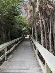 Pathway in Miami with palm trees