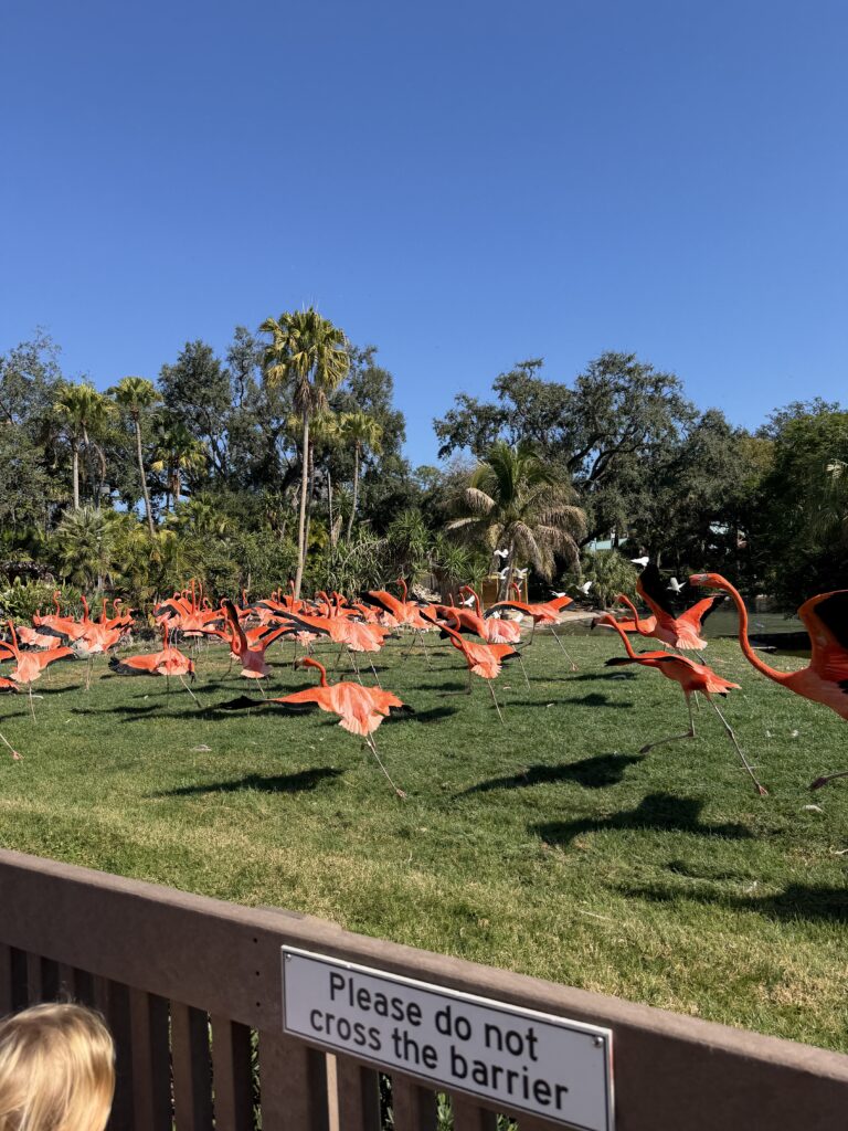 Pink flamingos Busch Gardens Tampa in January review