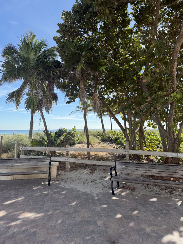 Two benches by palm trees