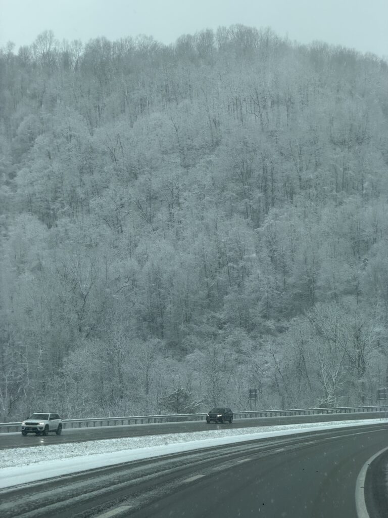 Snowy trees in West Virginia